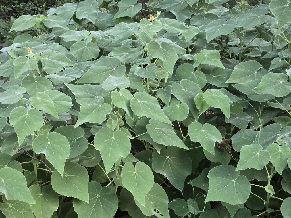 Allowissadula holosericea (Velvet-leaf Mallow) - Live Plant in 3.5" pot