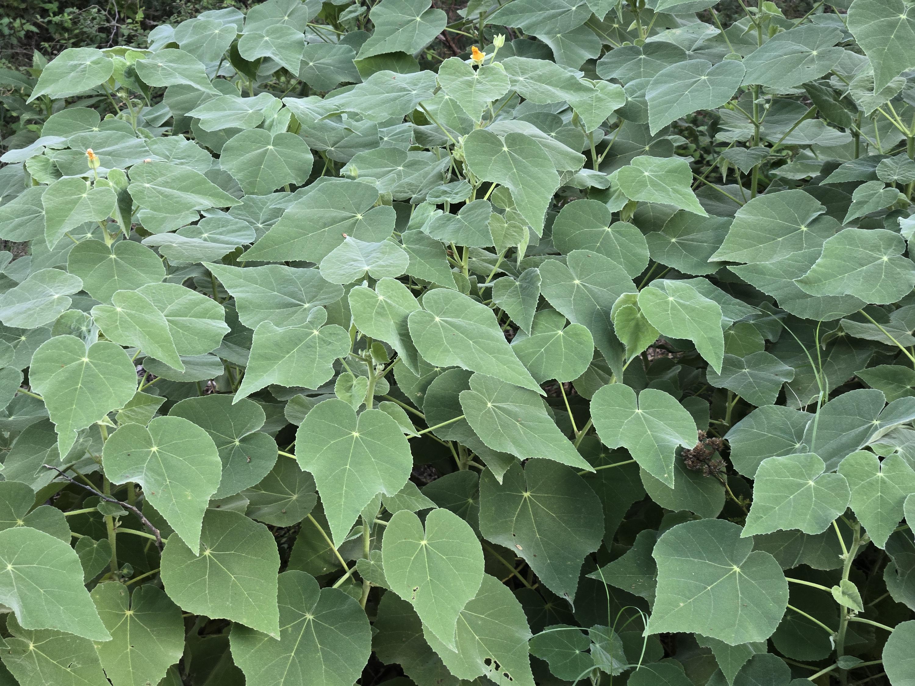 Allowissadula holosericea (Velvet-leaf Mallow) - Live Plant in 3.5" pot