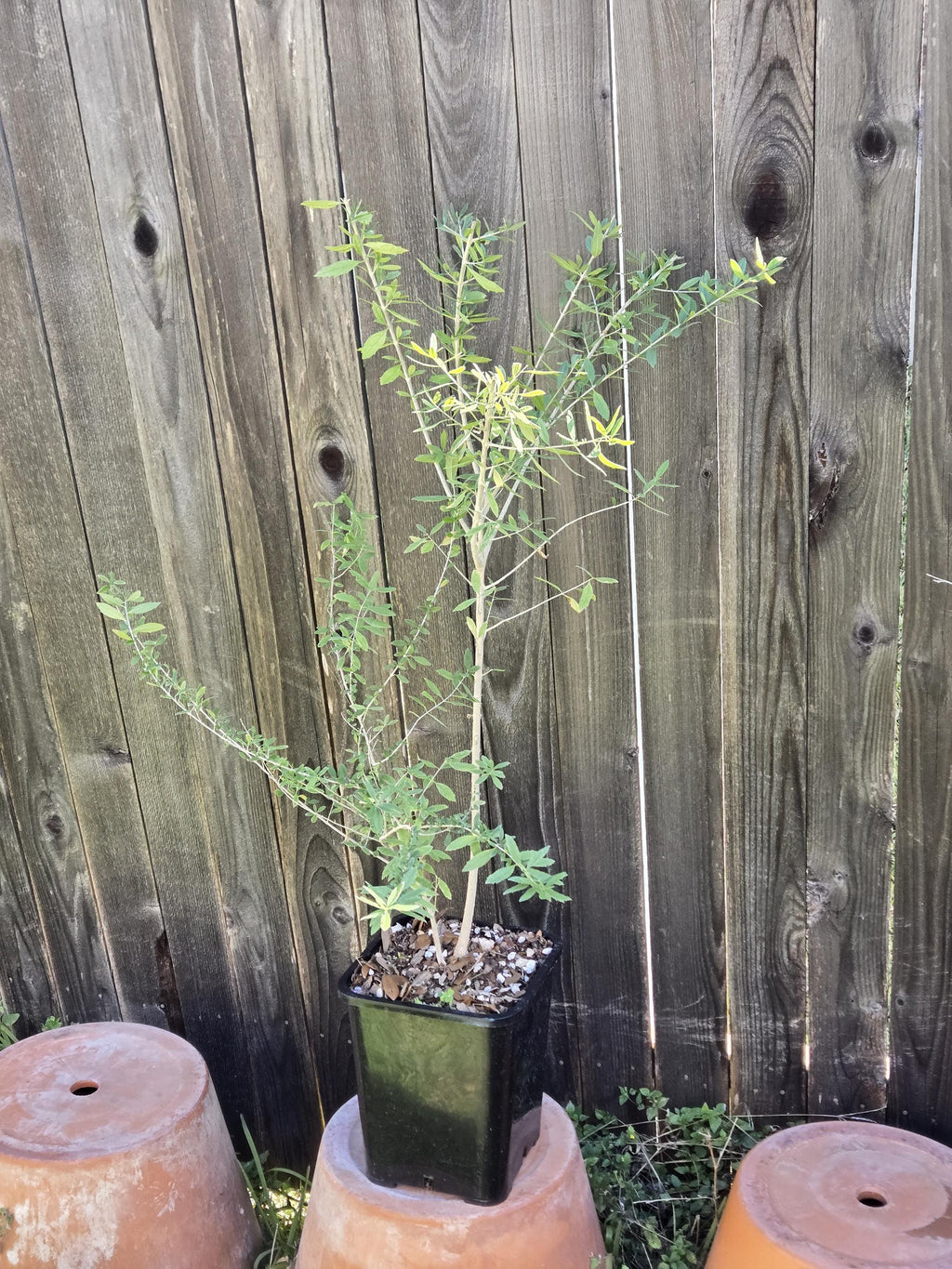 Aloysia gratissima (Whitebrush) Live Plant in 2 gallon pot