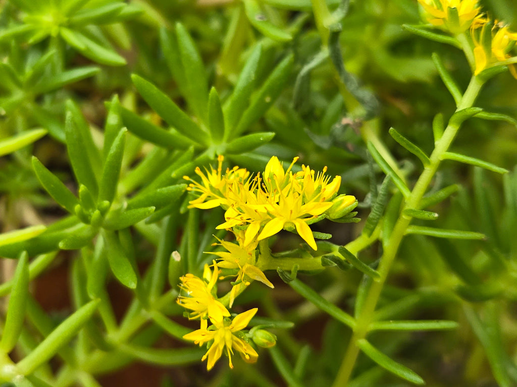 Sedum mexicanum (Mexican Stonecrop) Live Plant in 2.5" pot