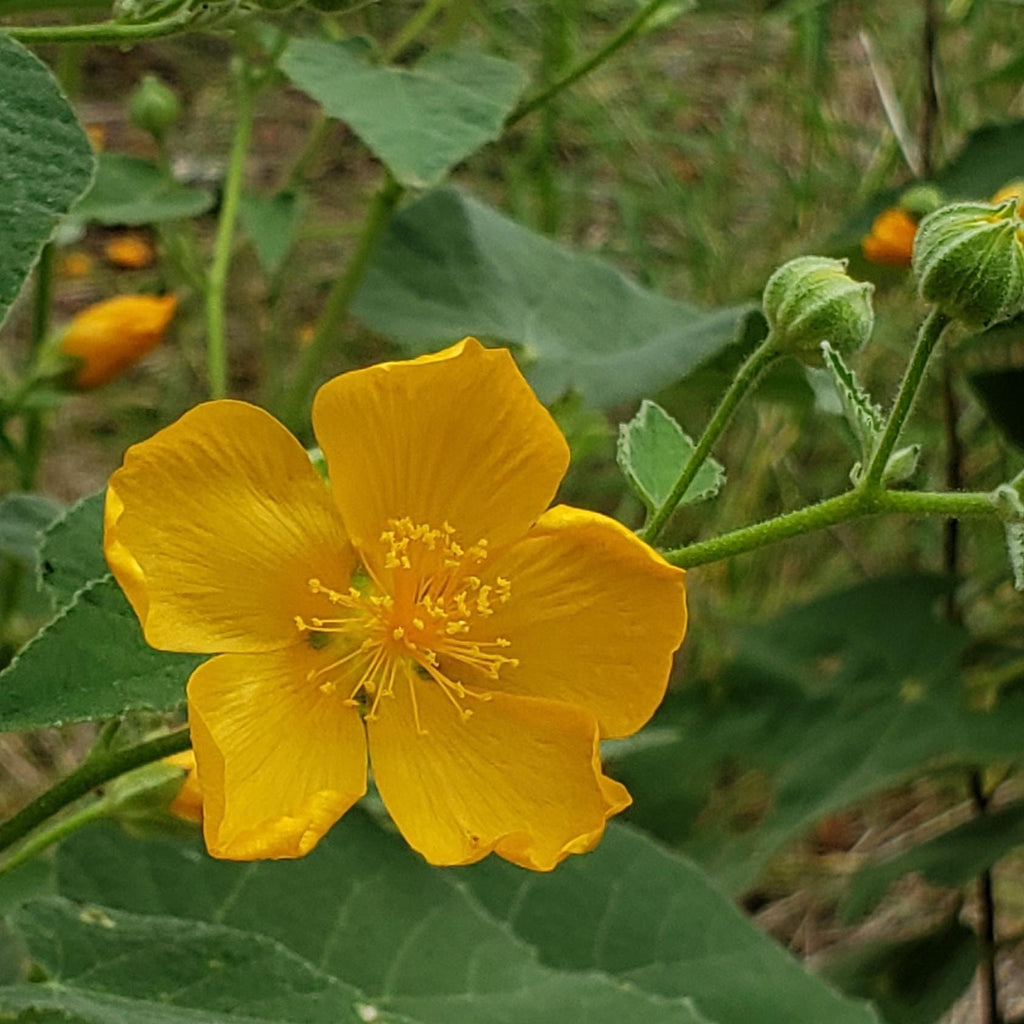 Allowissadula holosericea (Velvet-leaf Mallow) - Live Plant in 3.5" pot