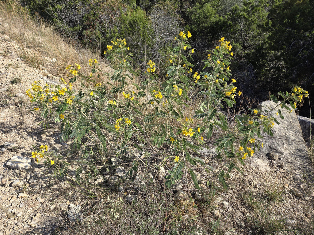 Senna lindheimeriana (Lindheimer's Senna) Live Plant in 5" pot
