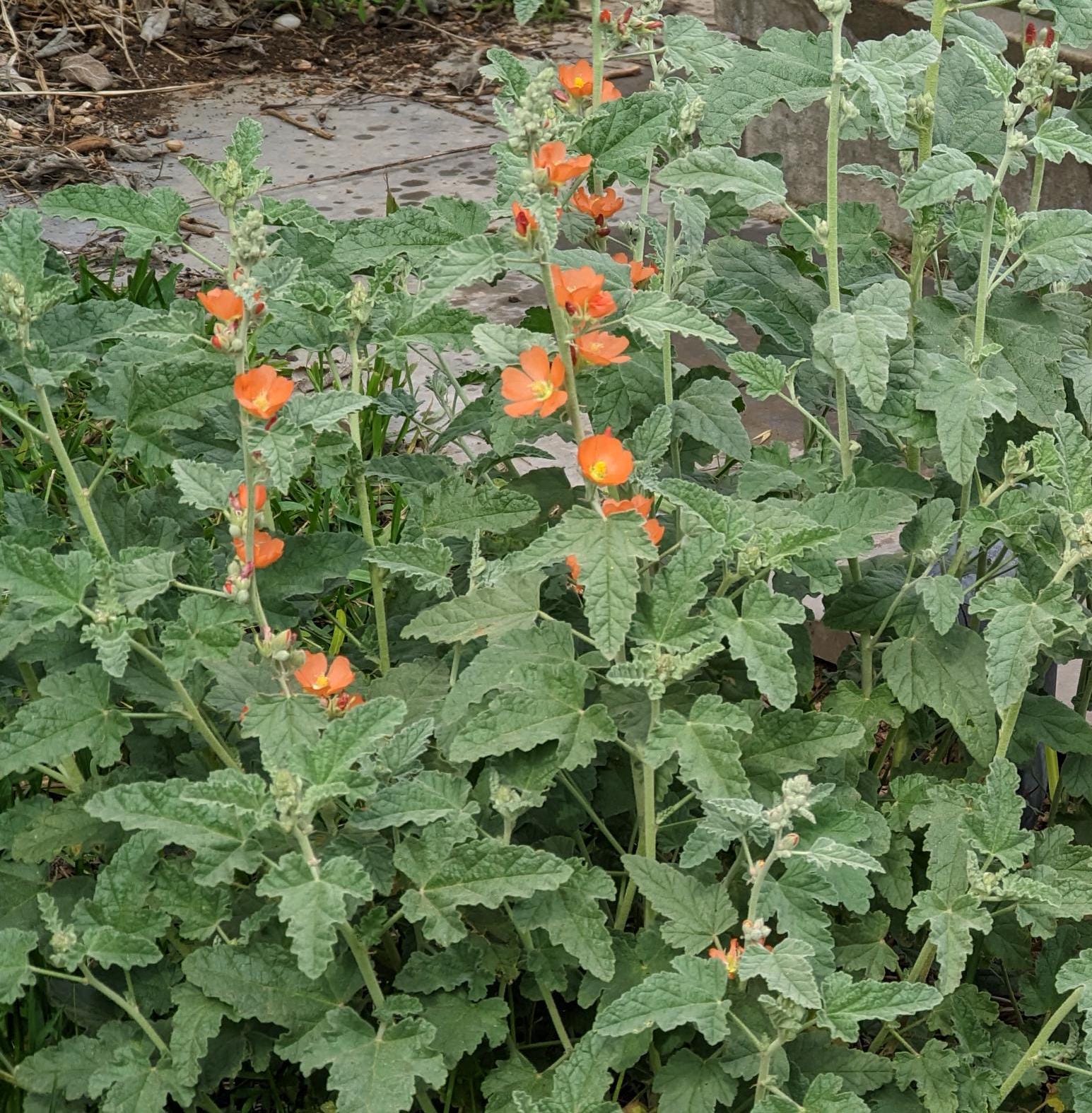Sphaeralcea ambigua (Apricot Mallow) Live Plant in 5" pot