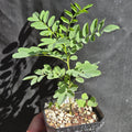 Myrospermum sousanum (Arroyo Sweetwood) Live Plant in 3.5" pot