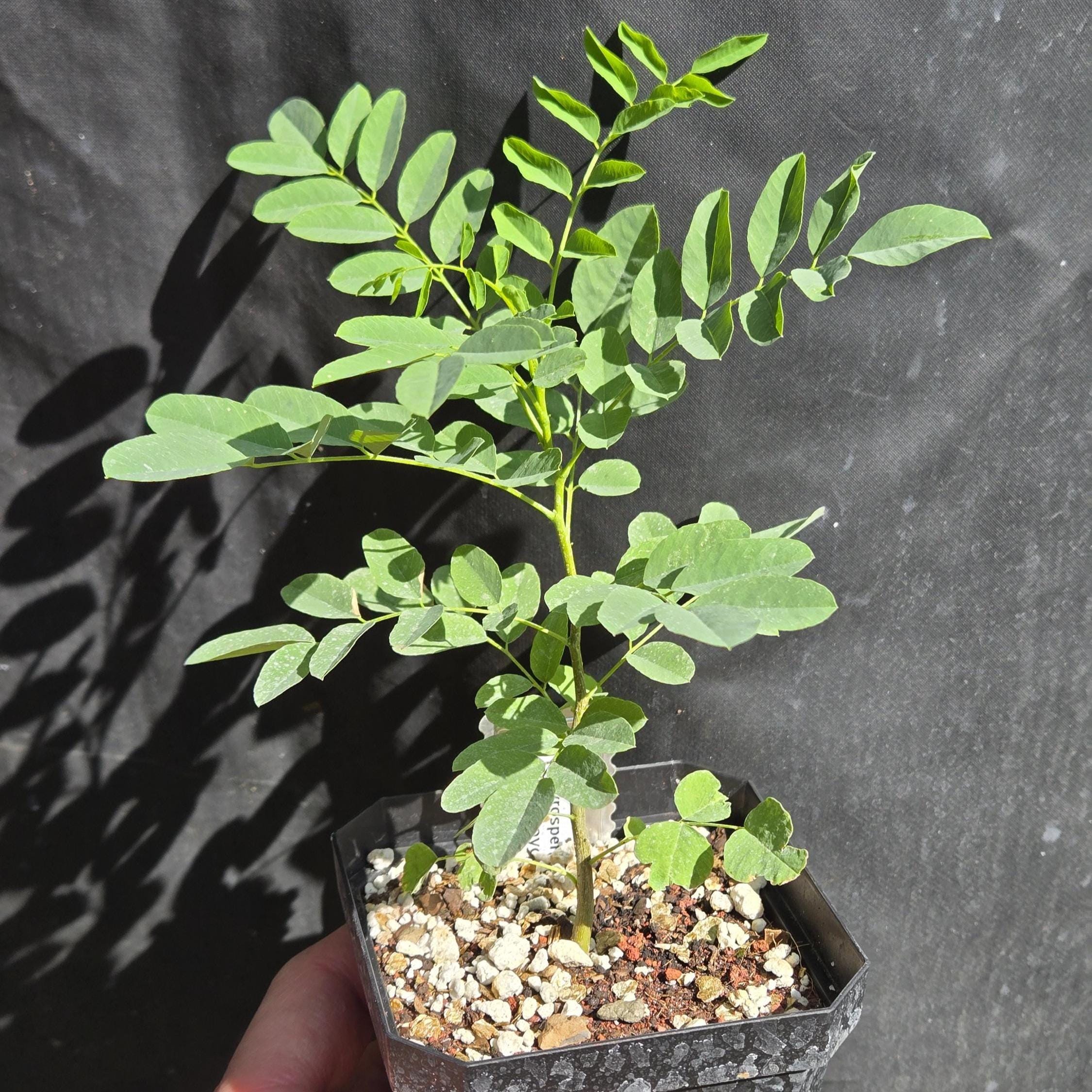 Myrospermum sousanum (Arroyo Sweetwood) Live Plant in 3.5" pot