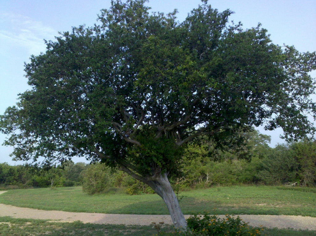 Diospyros texana (Texas Persimmon) Live Plant in half qt pot