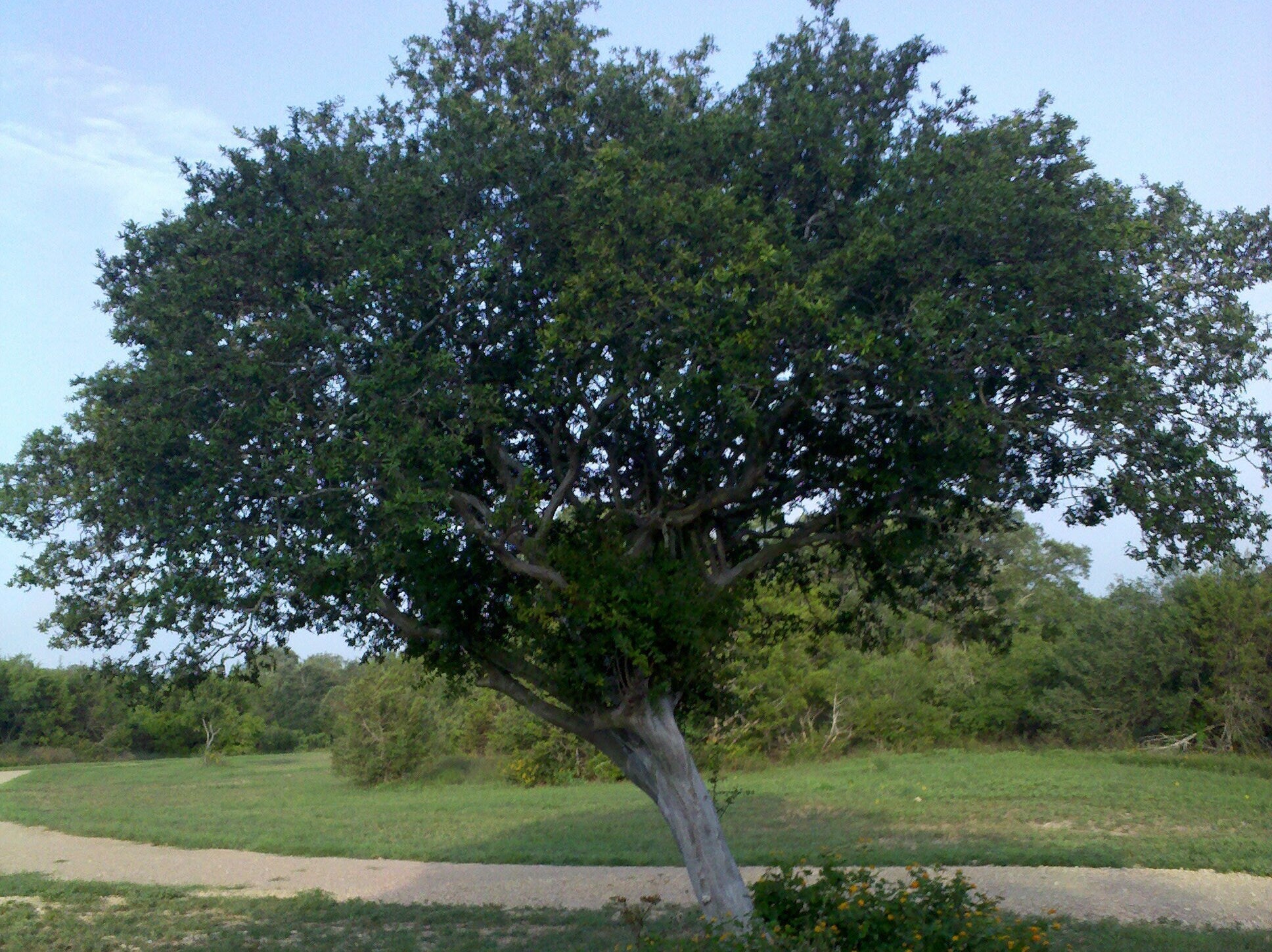 Diospyros texana (Texas Persimmon) Live Plant in half qt pot