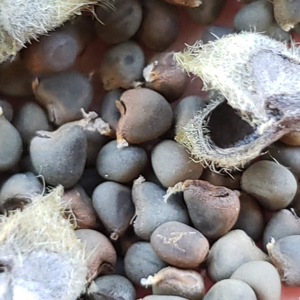 Allowissadula holosericea (Velvet-leaf Mallow) - 10 Seeds