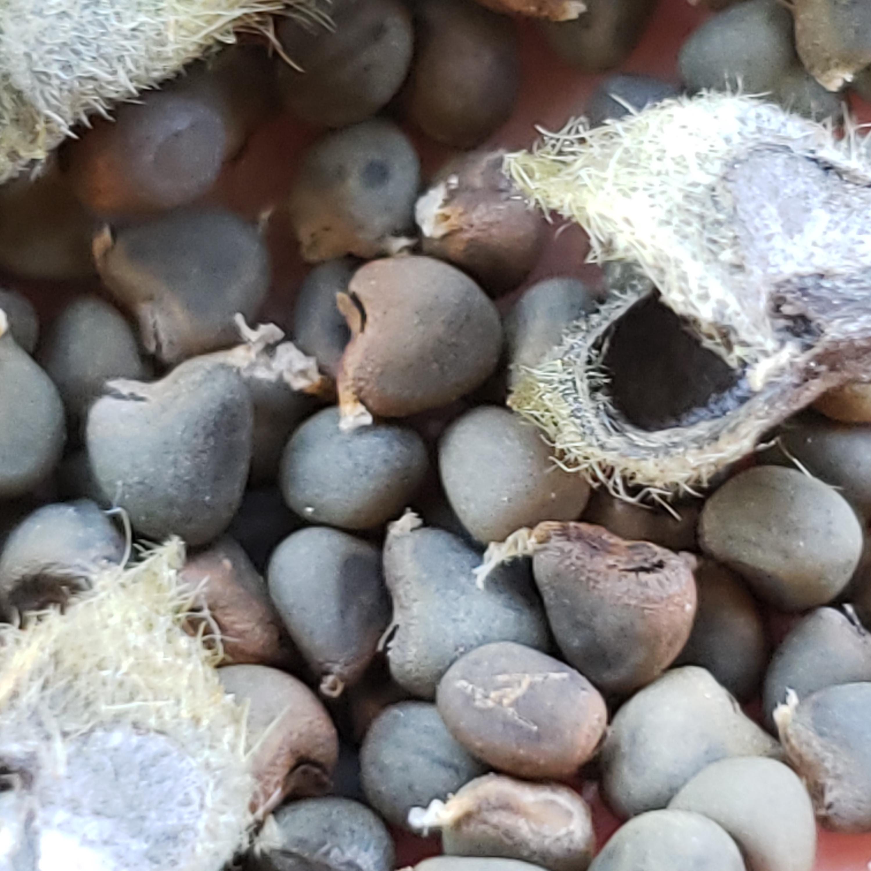 Allowissadula holosericea (Velvet-leaf Mallow) - 10 Seeds