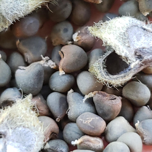 Allowissadula holosericea (Velvet-leaf Mallow) - 10 Seeds