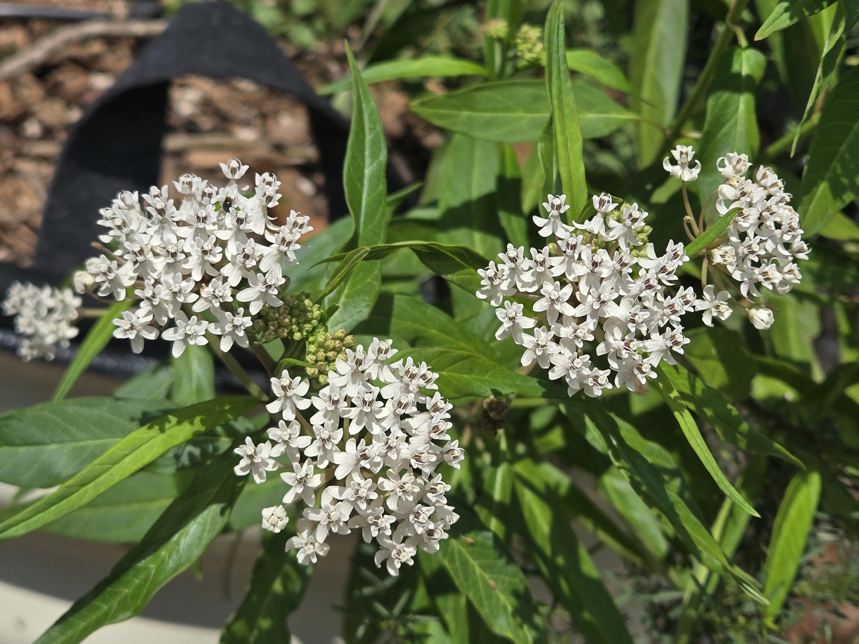Asclepias texana (Texas Milkweed) - 10 Seeds