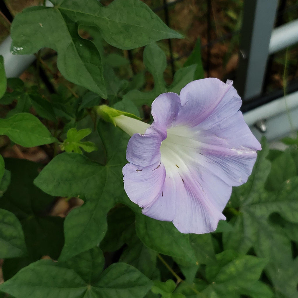 Ipomoea lindheimeri (Lindheimer's Morning Glory) Live Plant in 3.5" pot
