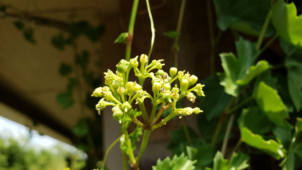 Cissus trifoliata (Sorrelvine) - 30 Seeds