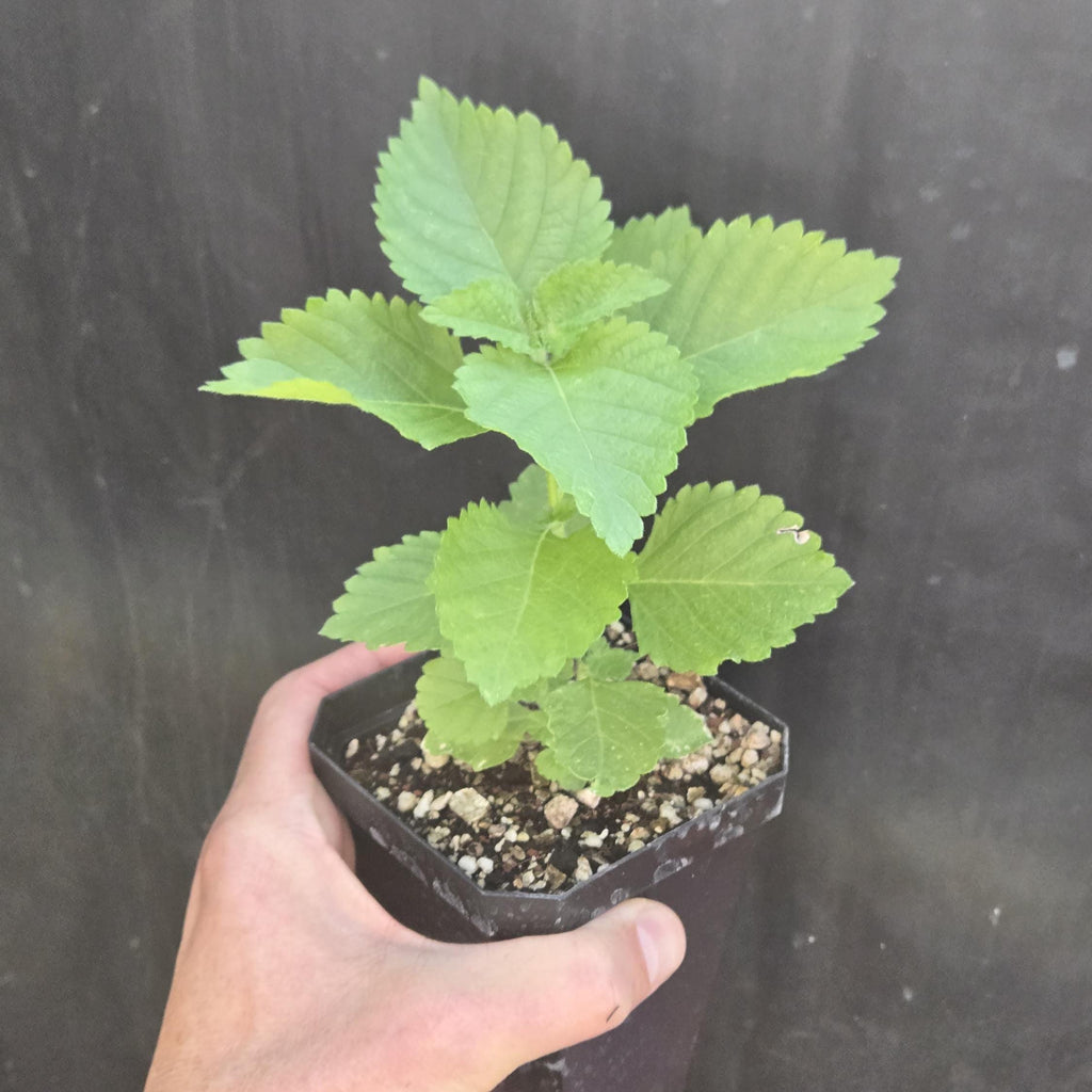 Lantana urticoides (Texas Lantana) Live Plant in 3.5" pot
