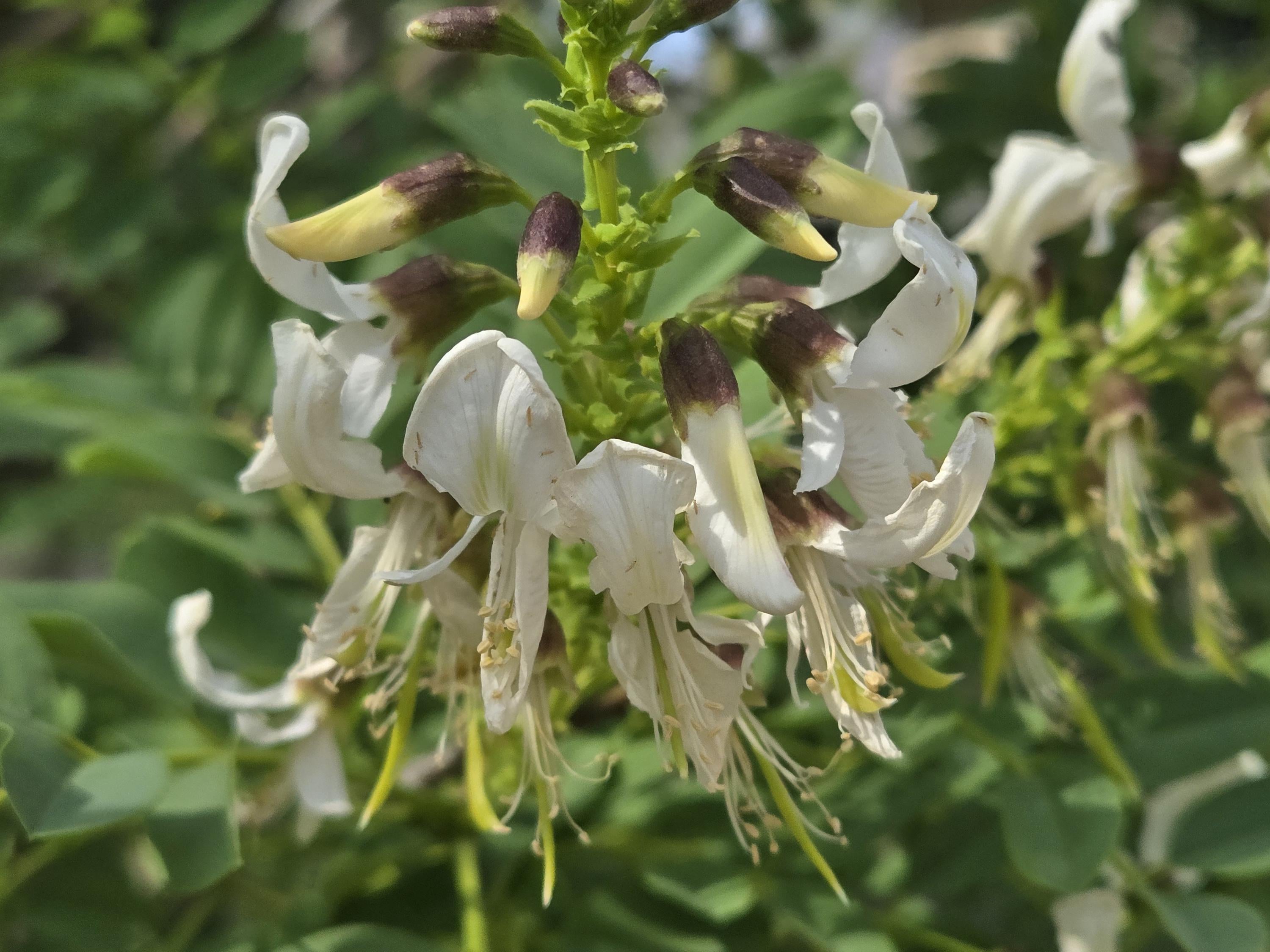 Myrospermum sousanum (Arroyo Sweetwood) Live Plant in 5" pot