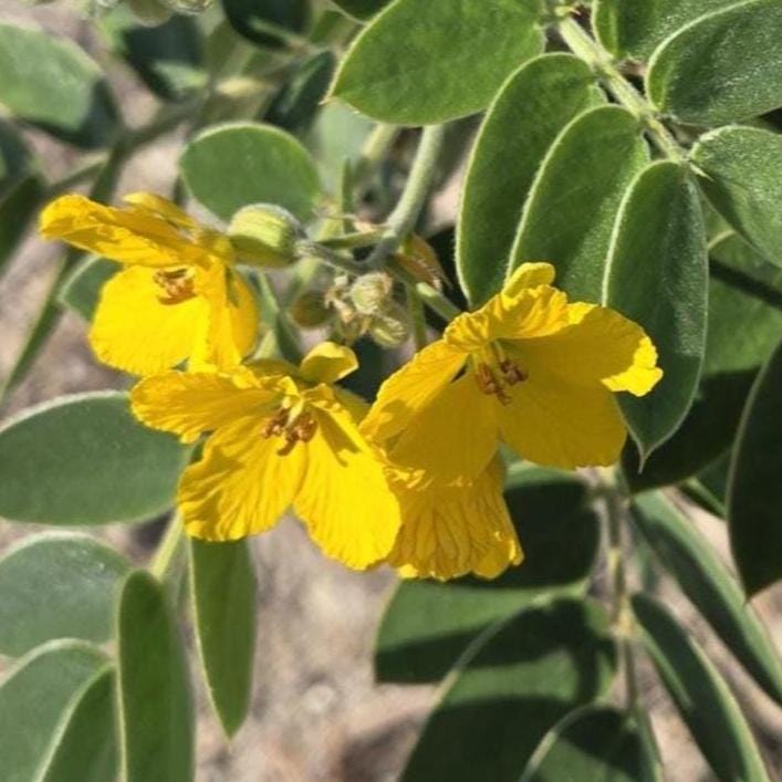 Senna lindheimeriana (Lindheimer's Senna) Live Plant in 5" pot