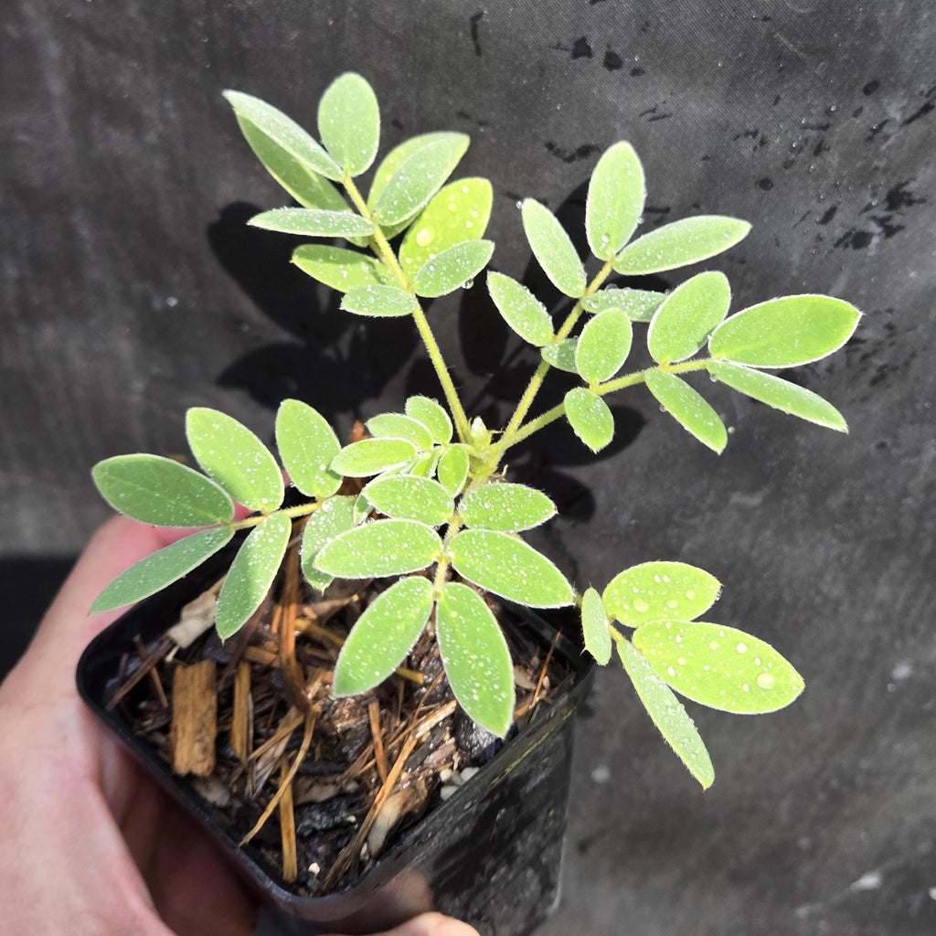 Senna lindheimeriana (Lindheimer's Senna) Live Plant in 2.5" pot