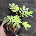 Senna lindheimeriana (Lindheimer's Senna) Live Plant in 2.5" pot