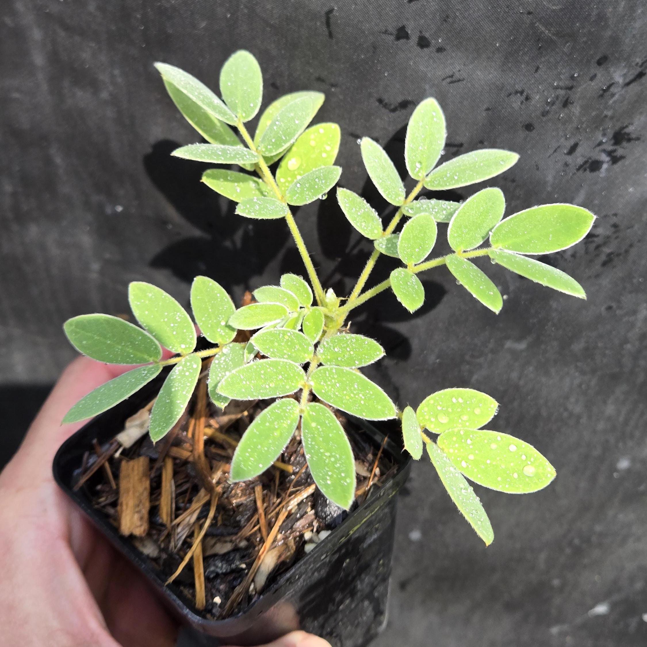 Senna lindheimeriana (Lindheimer's Senna) Live Plant in 2.5" pot