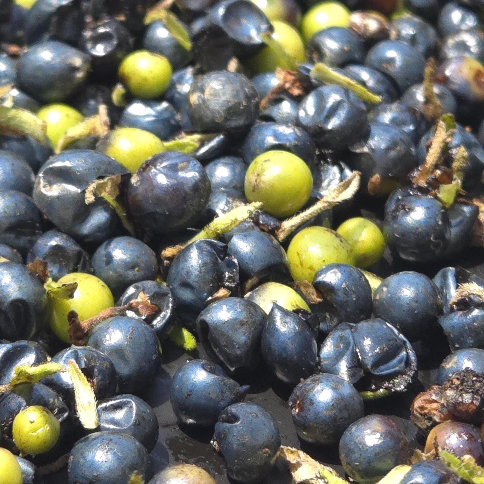 Lantana urticoides (Texas Lantana) - 30 Seeds