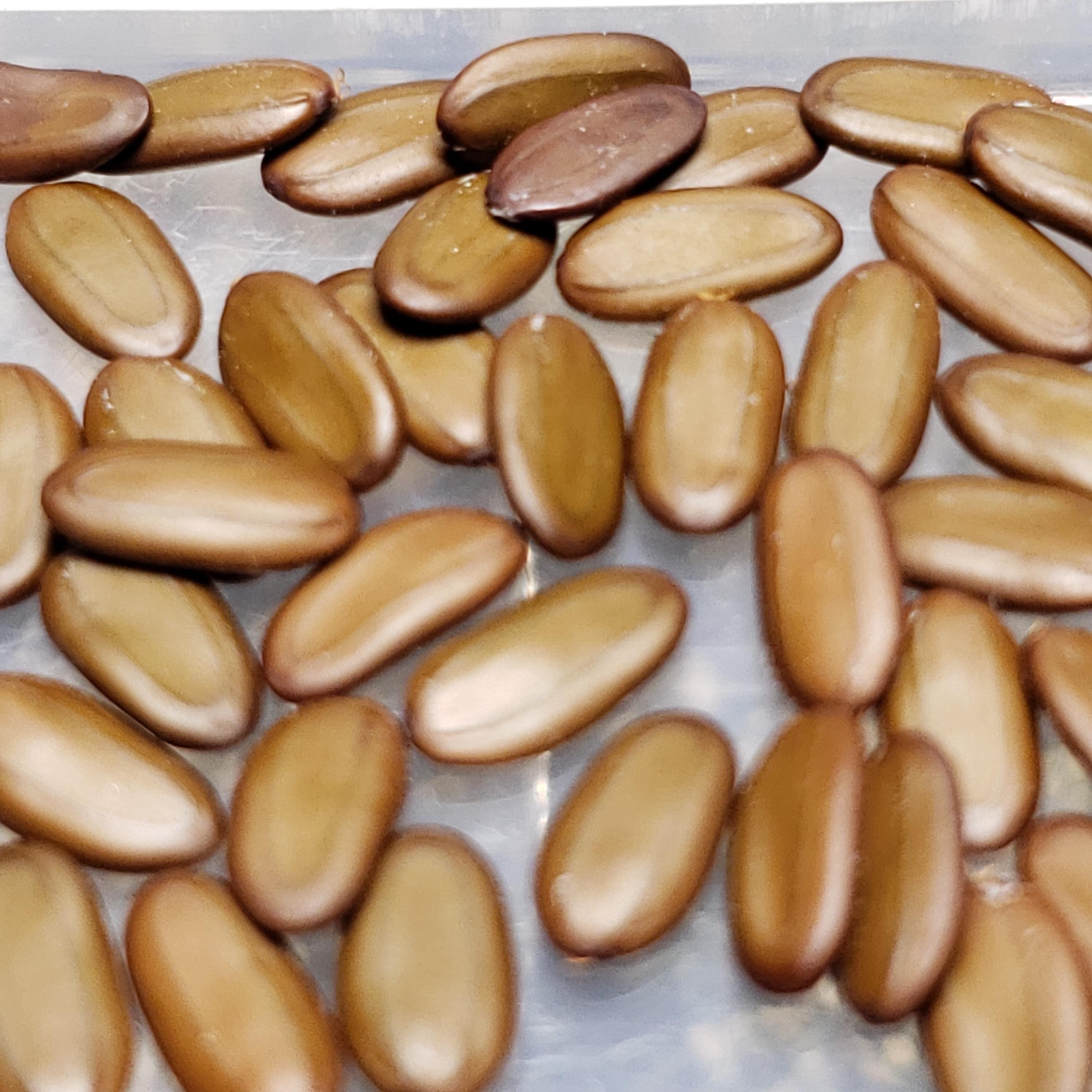 Albizia julibrissin (Persian Silk Tree) Ernest Wilson Variety - 10 Seeds