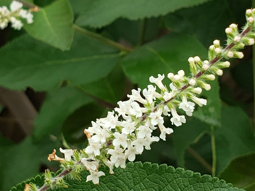 Aloysia virgata (Sweet Almond Bush) Live Plant in 1 gallon pot