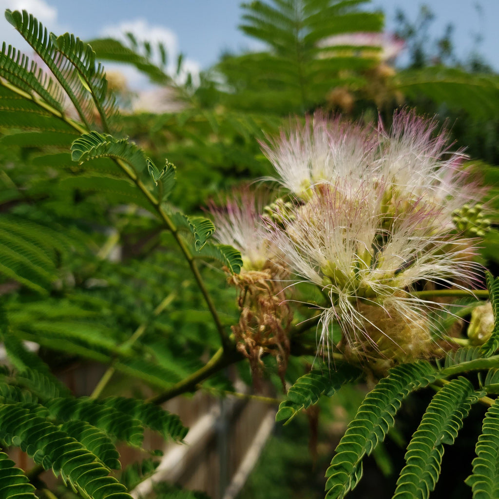 Albizia julibrissin (Persian Silk Tree) Ernest Wilson Variety - 10 Seeds