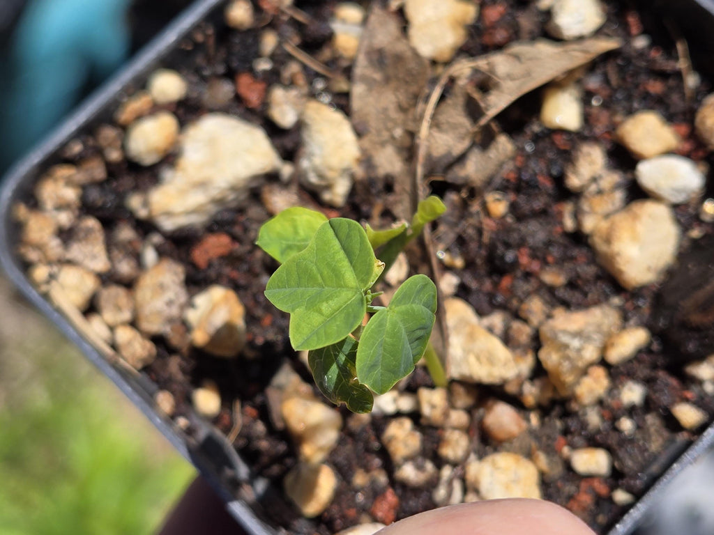 Passiflora lutea (Yellow Passionflower) Live Plant in 2.5" pot