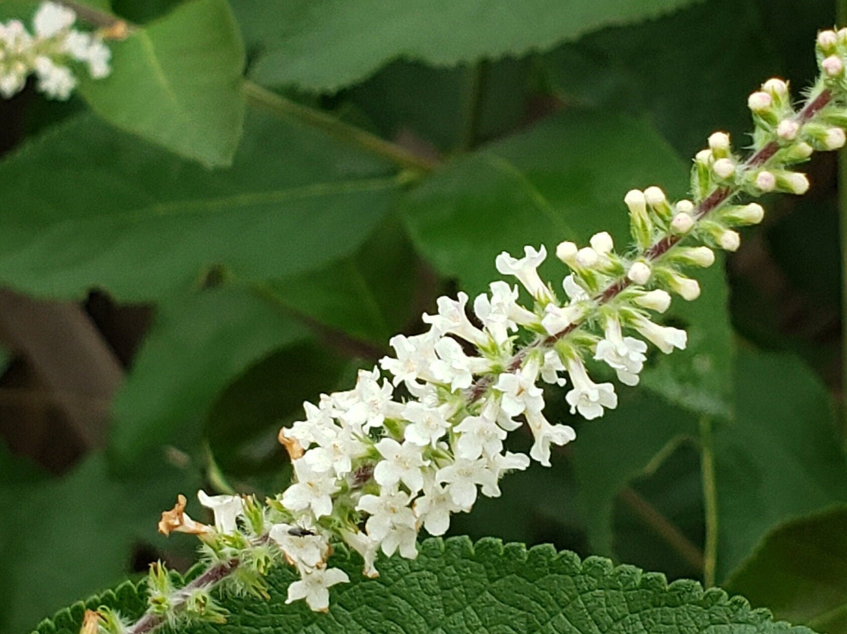 Aloysia virgata (Sweet Almond Bush) Live Plant in 2.5" pot