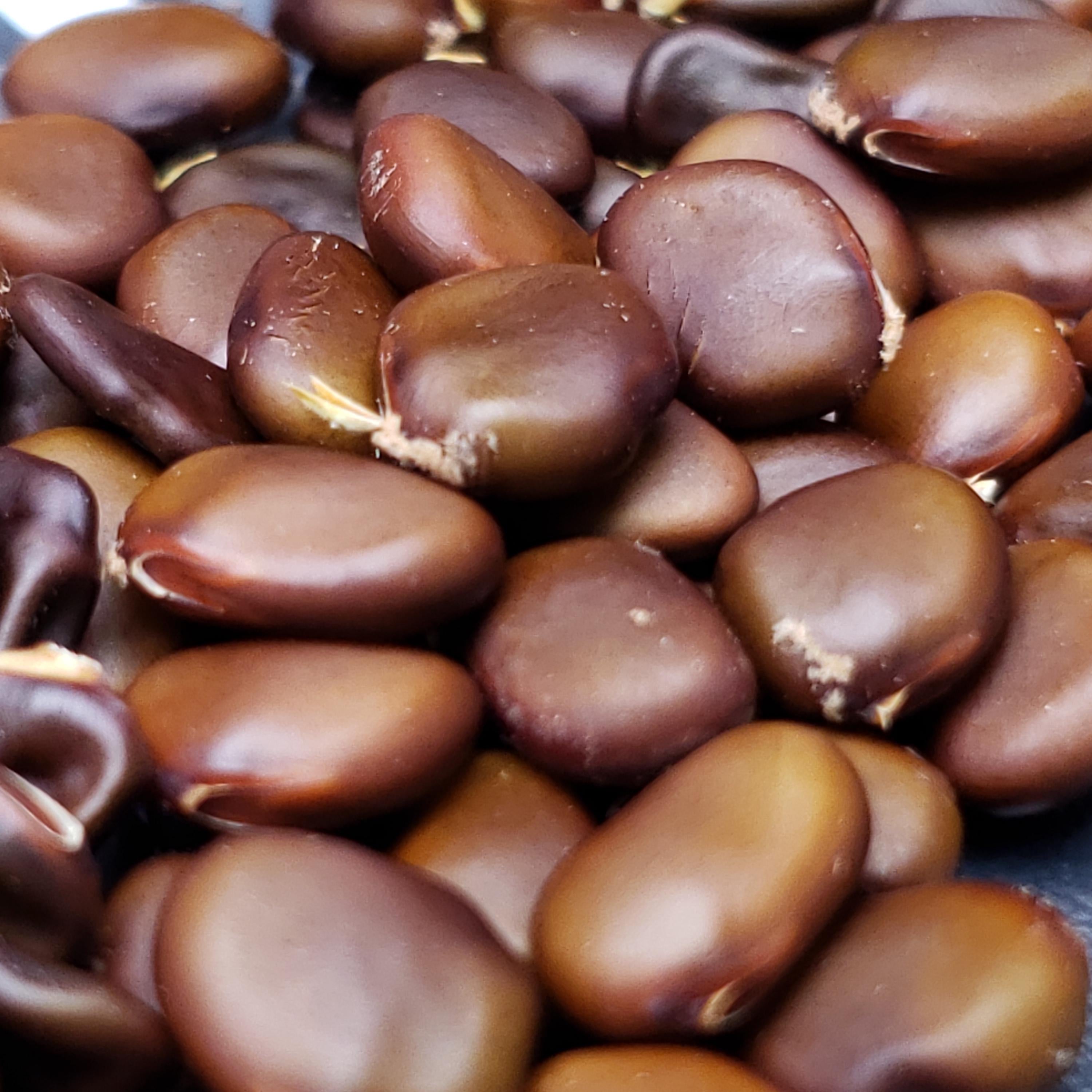 Bauhinia lunarioides (Anacacho Orchid) - 10 Seeds