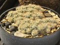 Mammillaria prolifera (Silver Cluster Cactus) - Live Plants in 8" bonsai pot