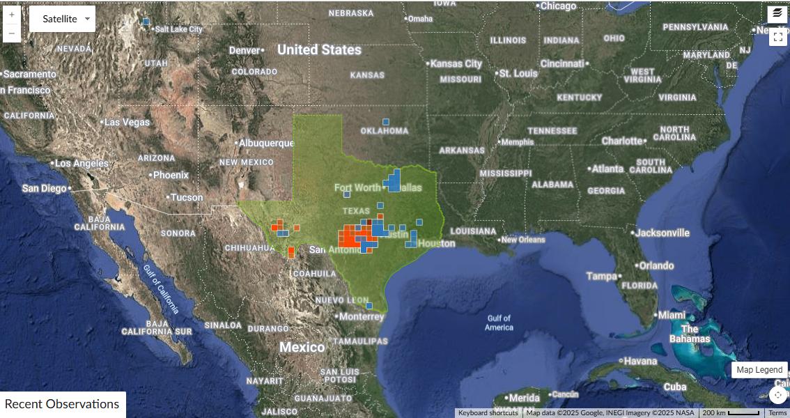 Asclepias texana (Texas Milkweed) - 10 Seeds