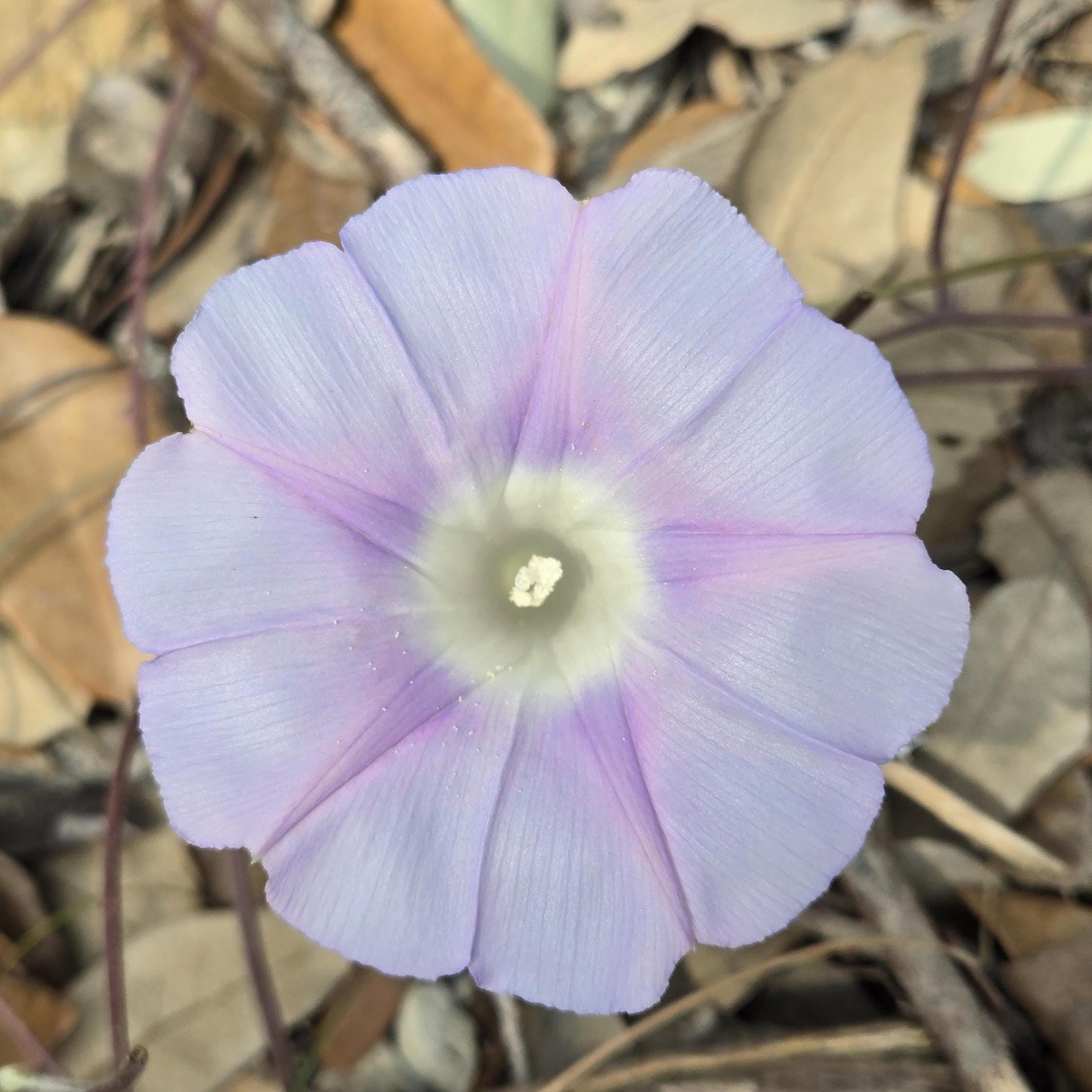 Ipomoea lindheimeri (Lindheimer's Morning Glory) Live Plant in 3.5" pot