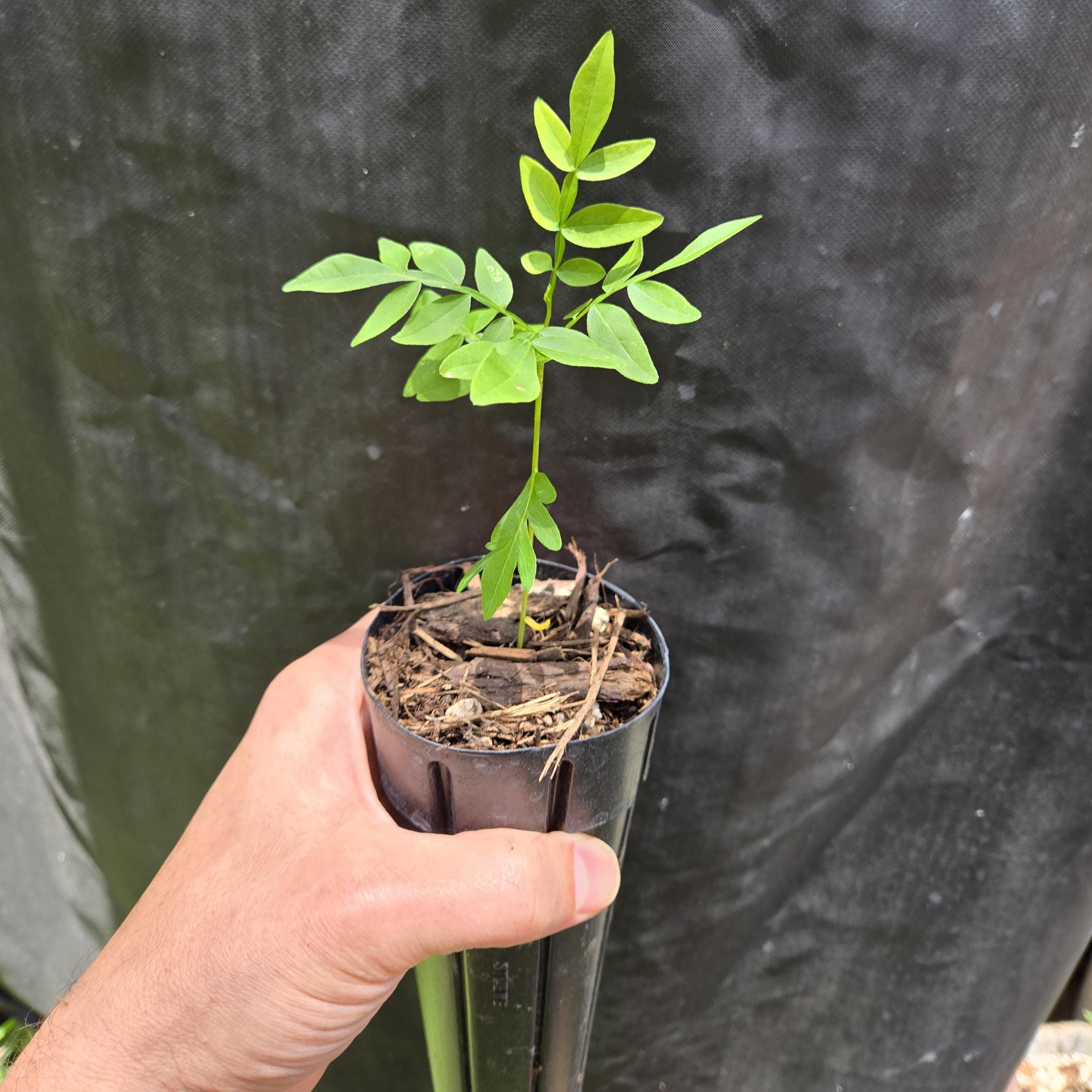 Sapindus drummondii (Western Soapberry) Live Plant in half qt pot