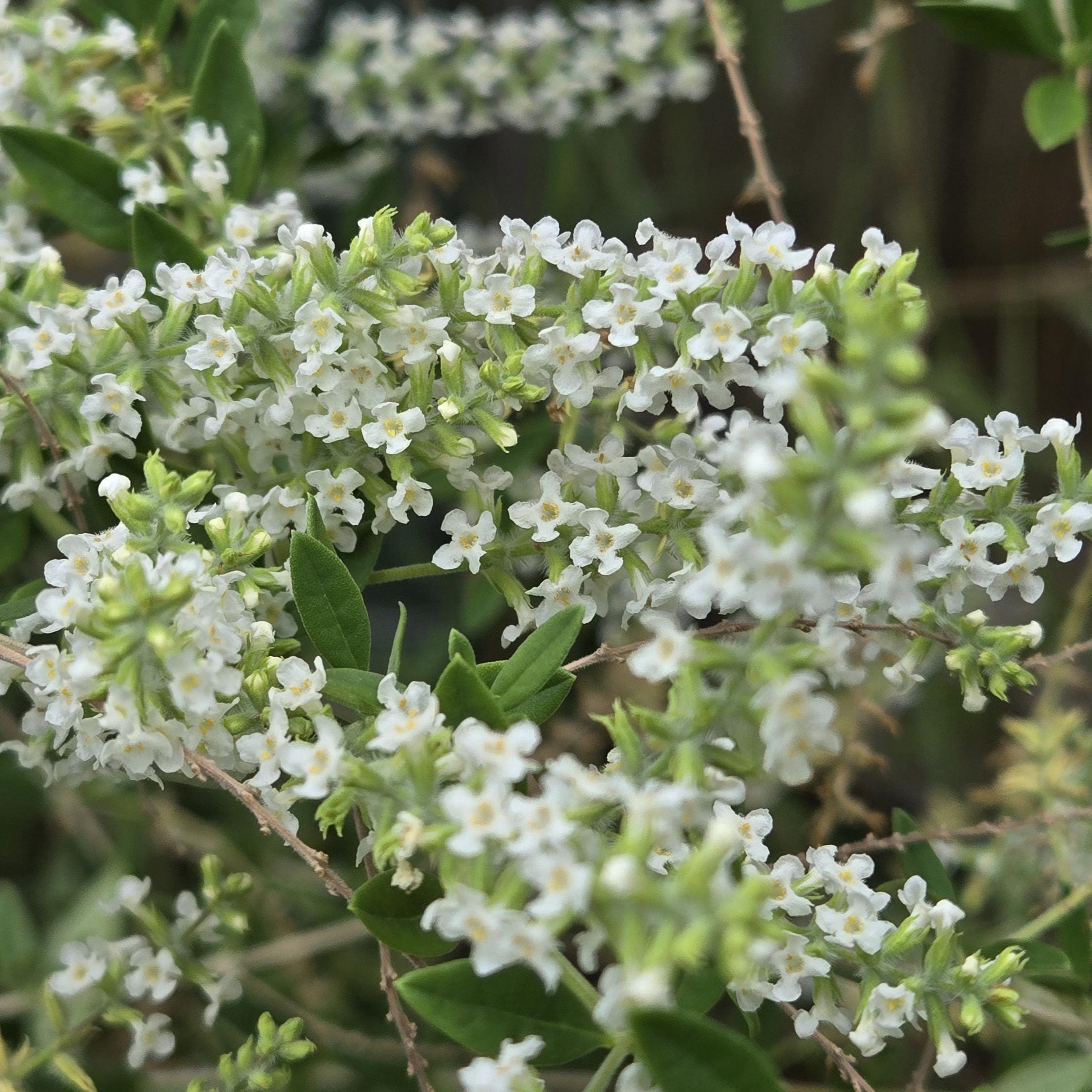 Aloysia gratissima (Whitebrush) Live Plant in 5" pot