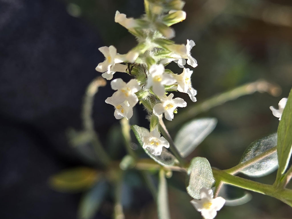 Aloysia gratissima (Whitebrush) Live Plant in 3.5" pot