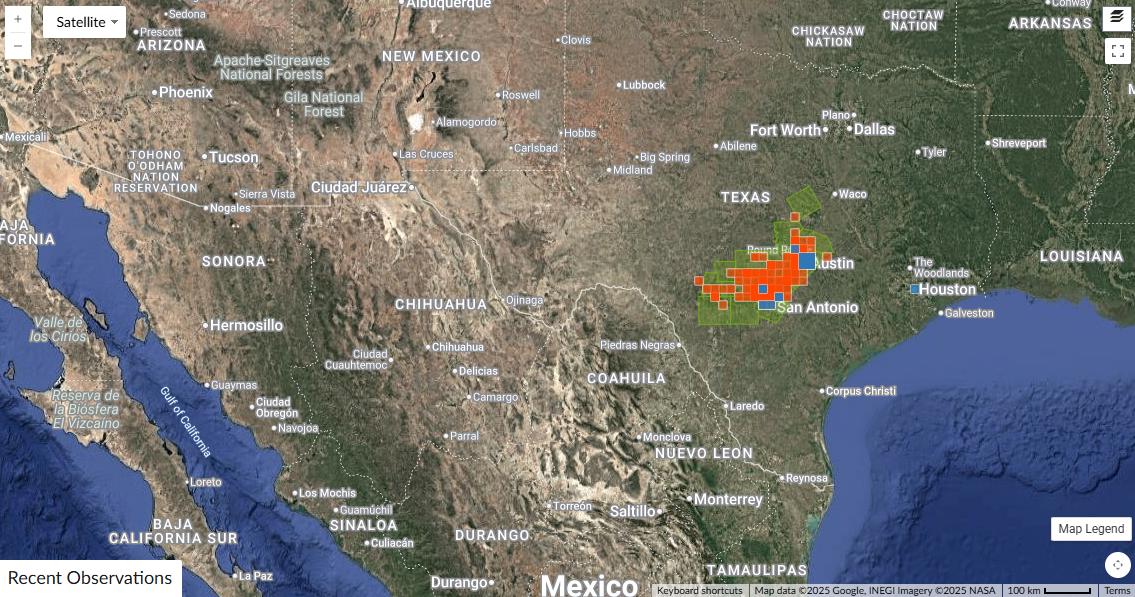 Verbesina lindheimeri (Lindheimer Crownbeard) - 10 Seeds