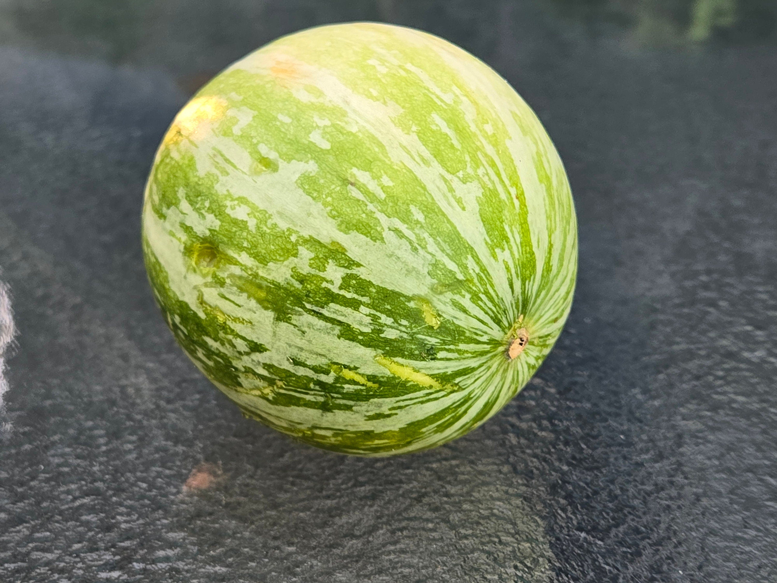 Cucurbita foetidissima (Buffalo Gourd) - 10 Seeds