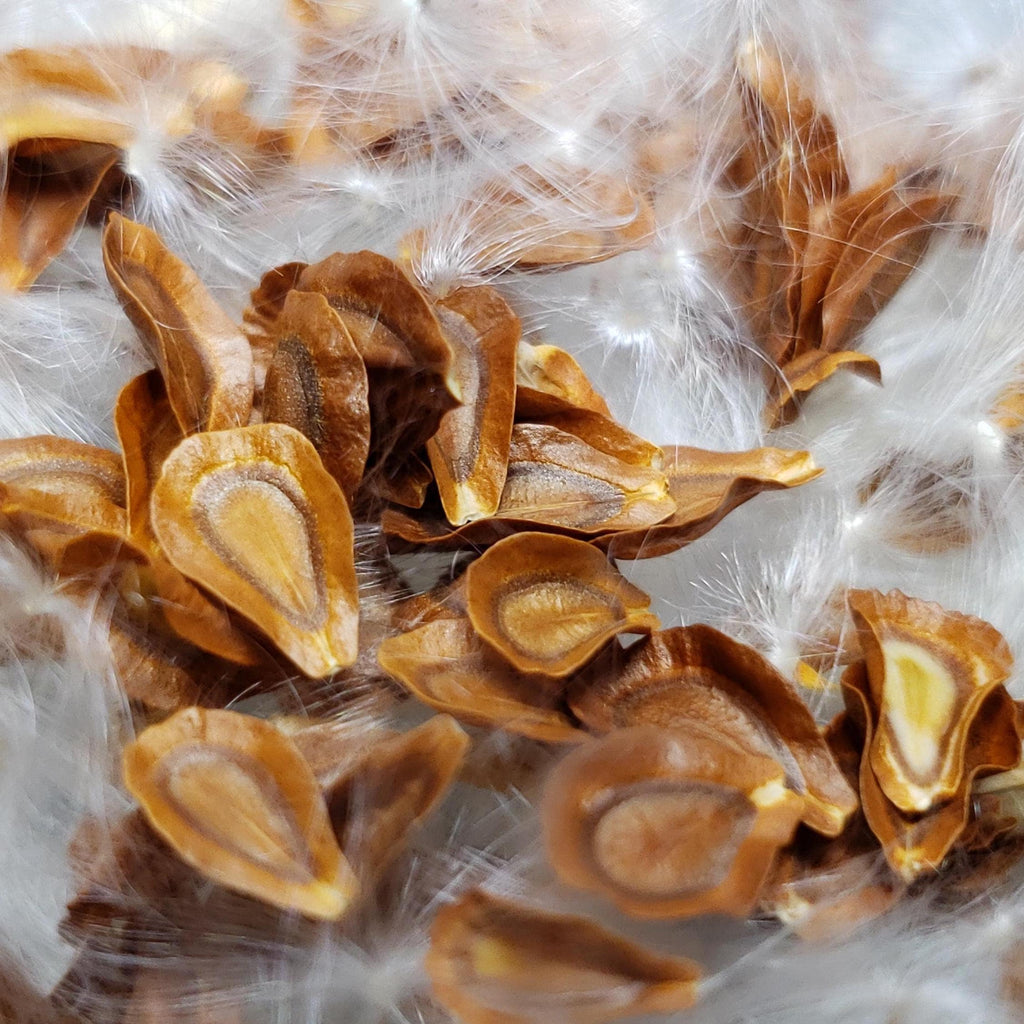 Asclepias texana (Texas Milkweed) - 5 Seeds