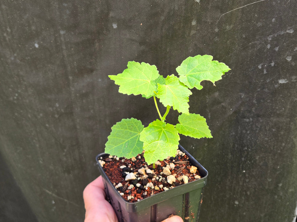 Pavonia lasiopetala (Rose Pavonia) Live Plant in 3.5" pot