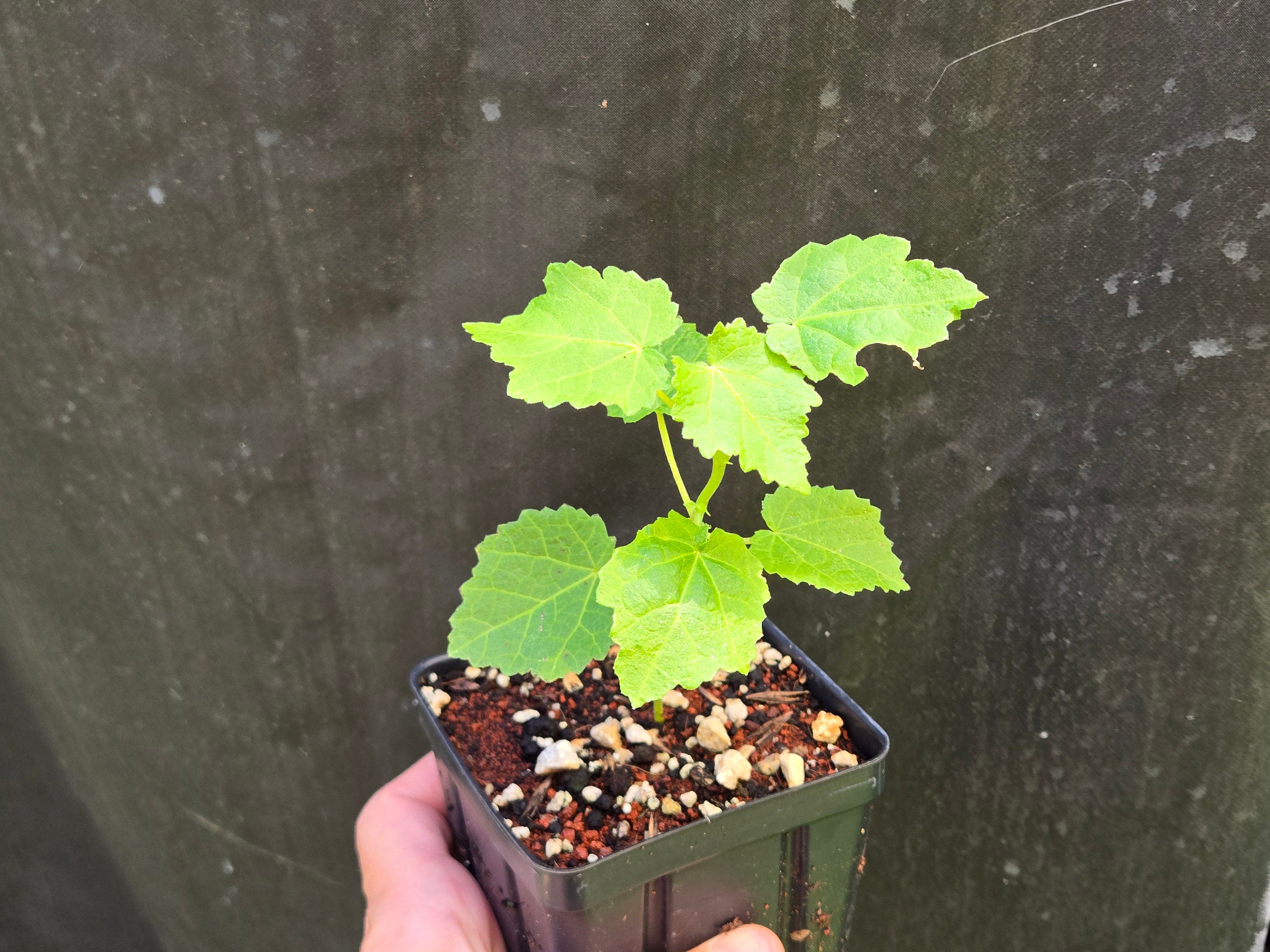 Pavonia lasiopetala (Rose Pavonia) Live Plant in 3.5" pot