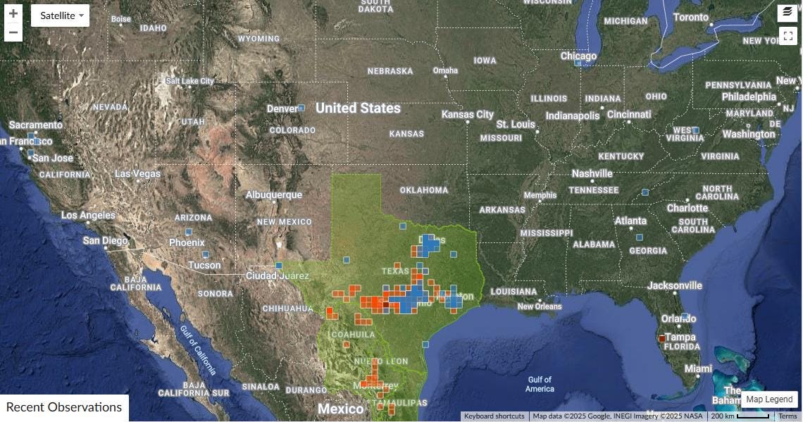 Salvia roemeriana (Cedar Sage) - 20 Seeds
