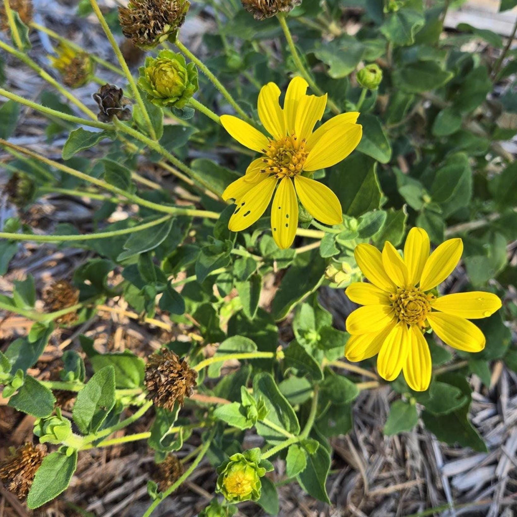 Verbesina lindheimeri (Lindheimer Crownbeard) - 10 Seeds