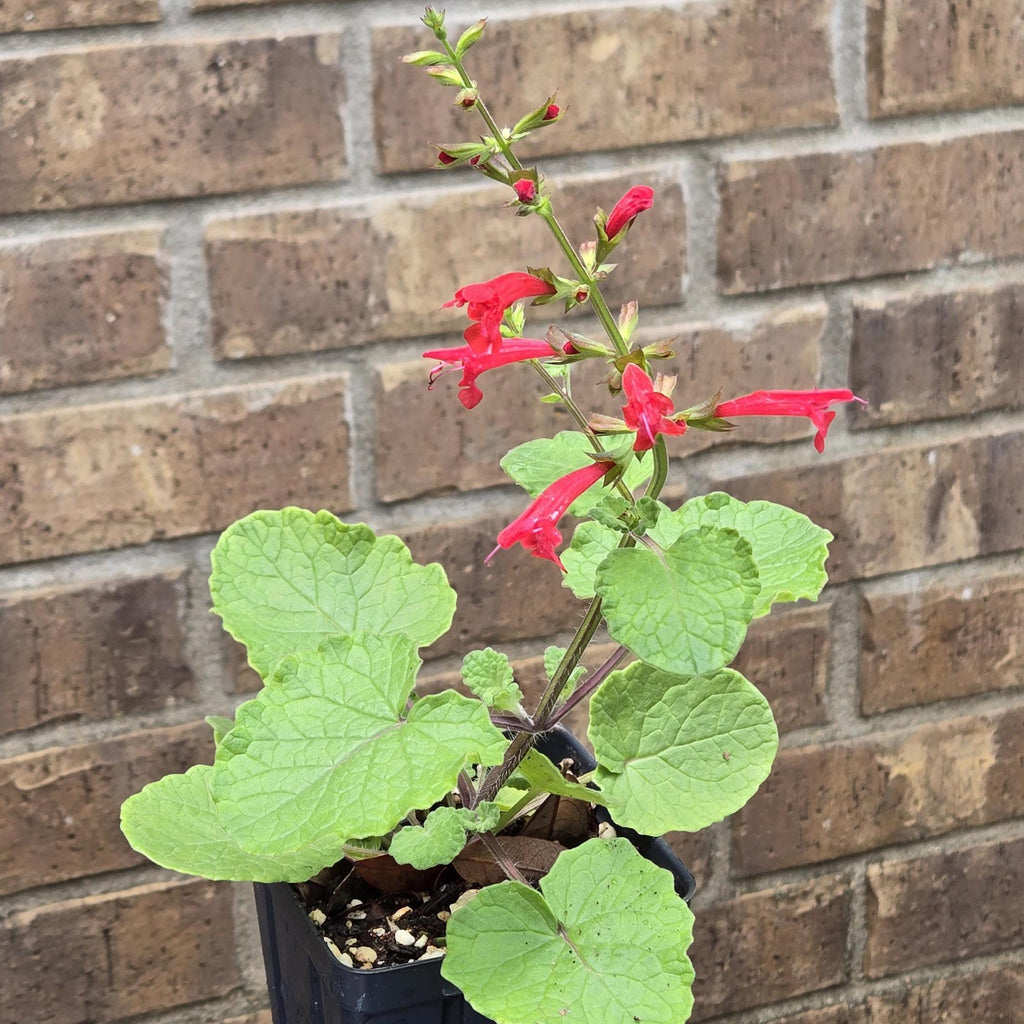 Salvia roemeriana (Cedar Sage) Live Plant in 3.5" pot