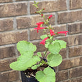 Salvia roemeriana (Cedar Sage) Live Plant in 3.5" pot