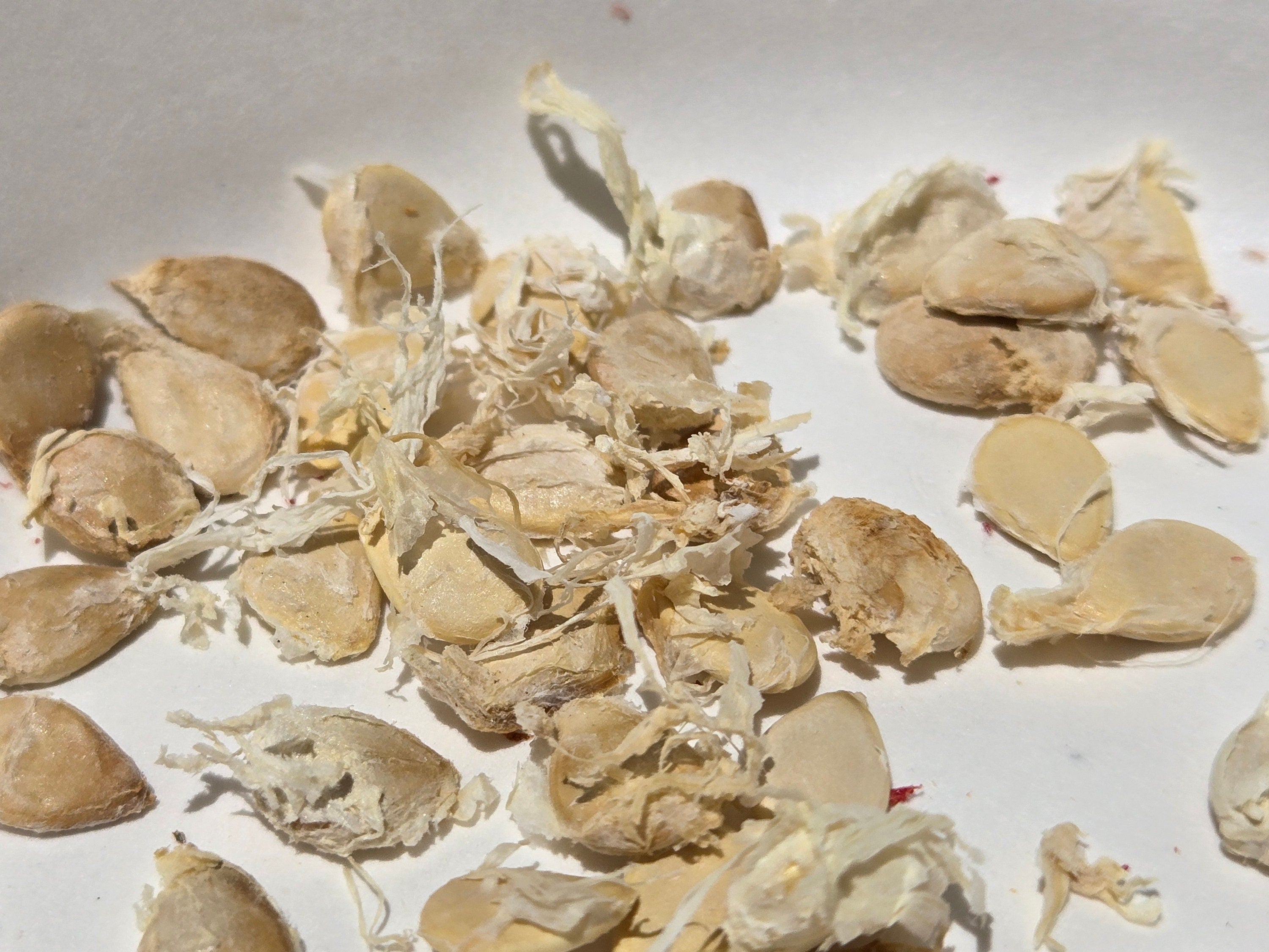 Cucurbita foetidissima (Buffalo Gourd) - 10 Seeds