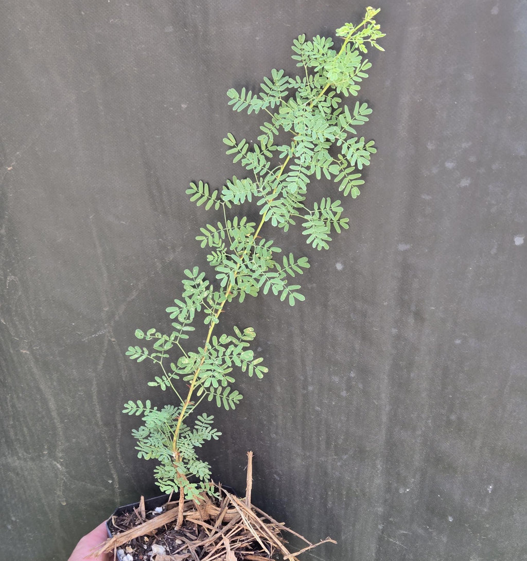 Mimosa borealis (Pink Mimosa) Live Plant in 3.5" pot