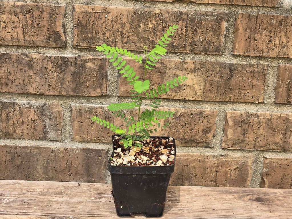 Eysenhardtia texana (Texas Kidneywood) Live Plant in 3.5" pot