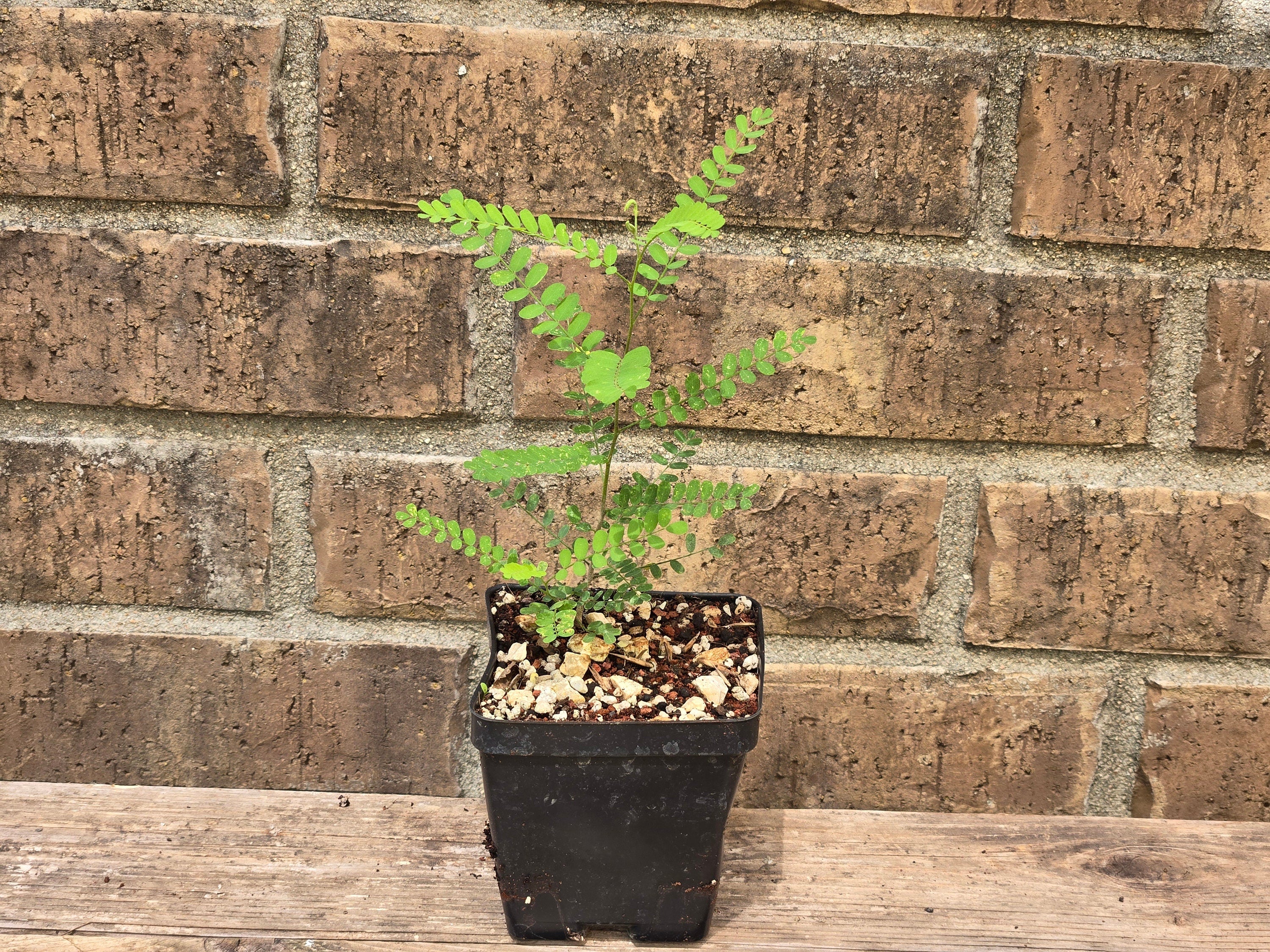 Eysenhardtia texana (Texas Kidneywood) Live Plant in 3.5" pot