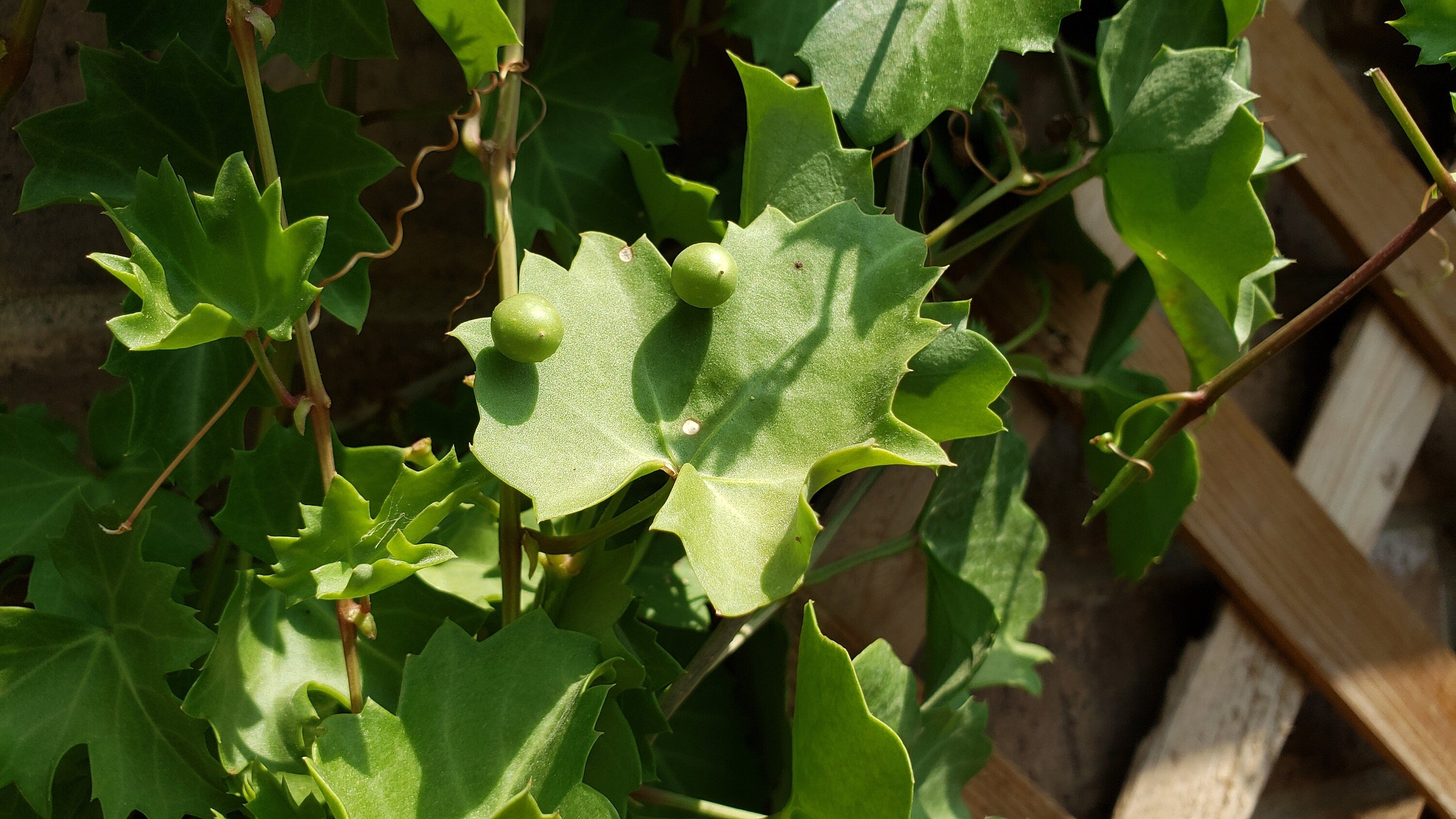 Cissus trifoliata (Sorrelvine) - 30 Seeds
